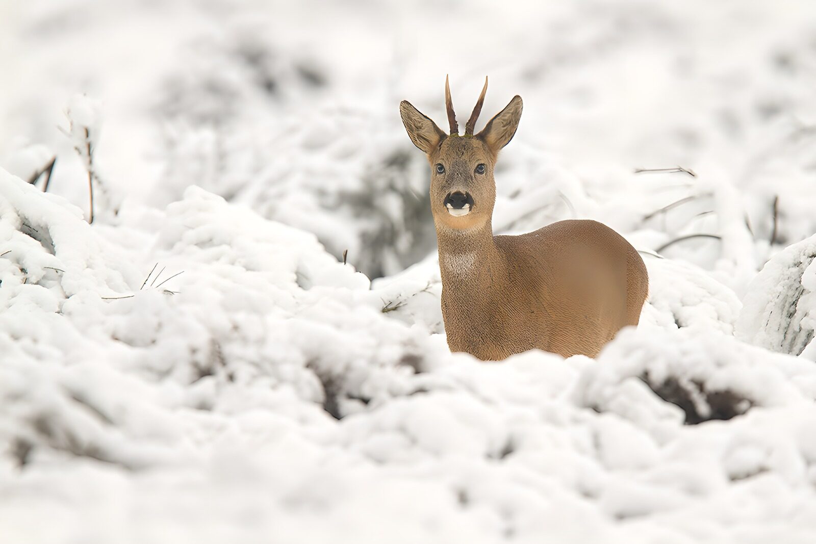 TP82171: Ree in de sneeuw