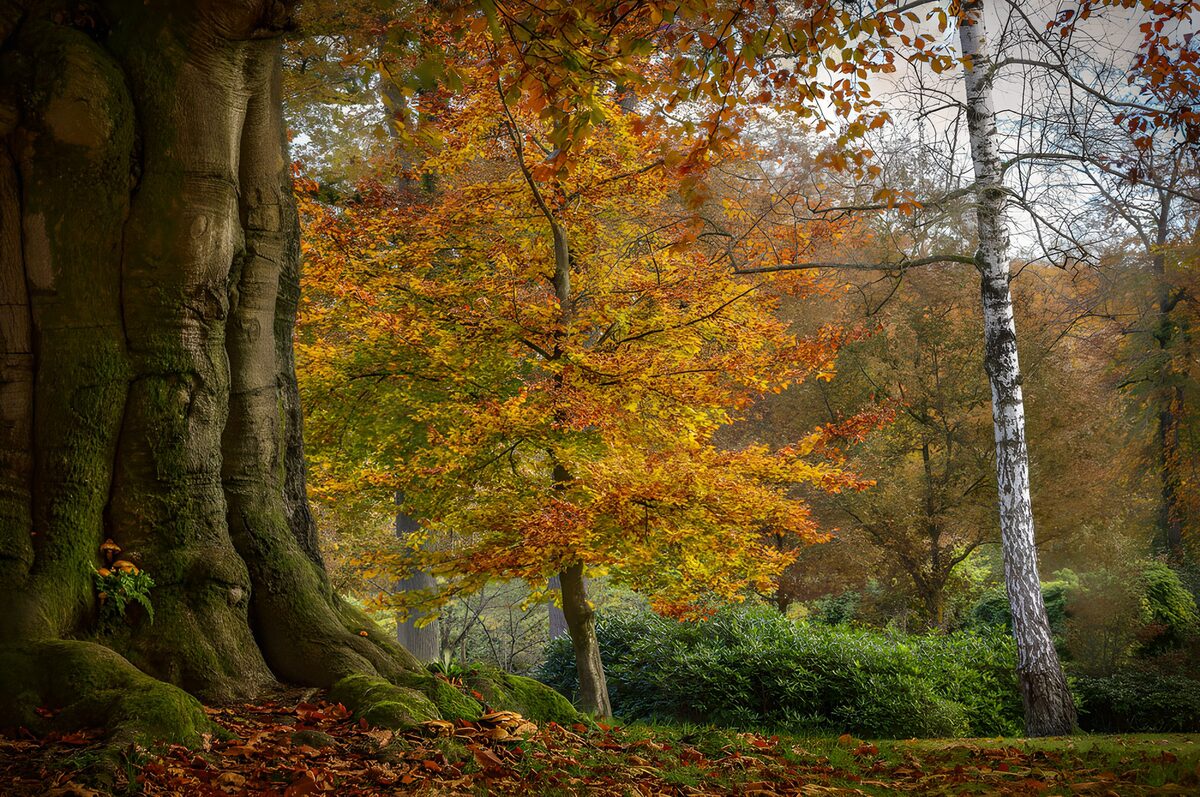 TP46743: Kleurrijke herfst in het bos