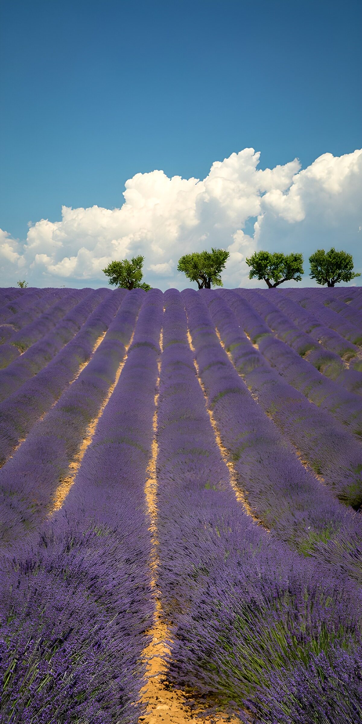 Lavendel met bomen