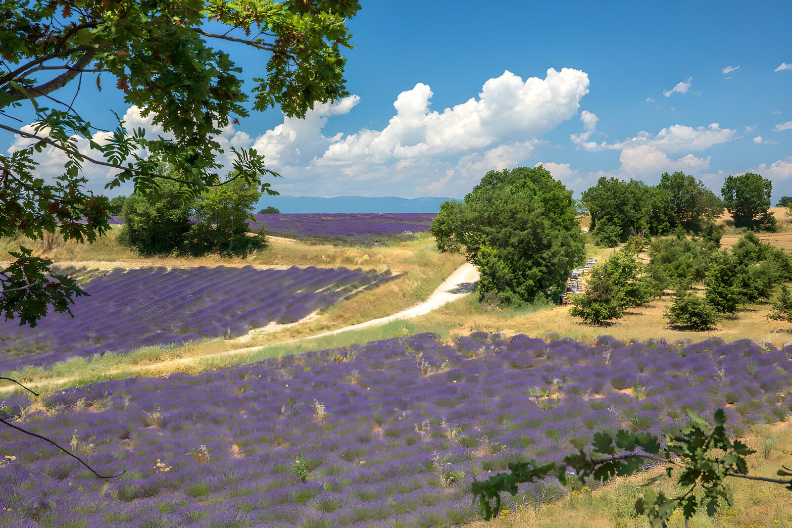 TP44727: : Prachtig Lavendelveld in de Zomer
