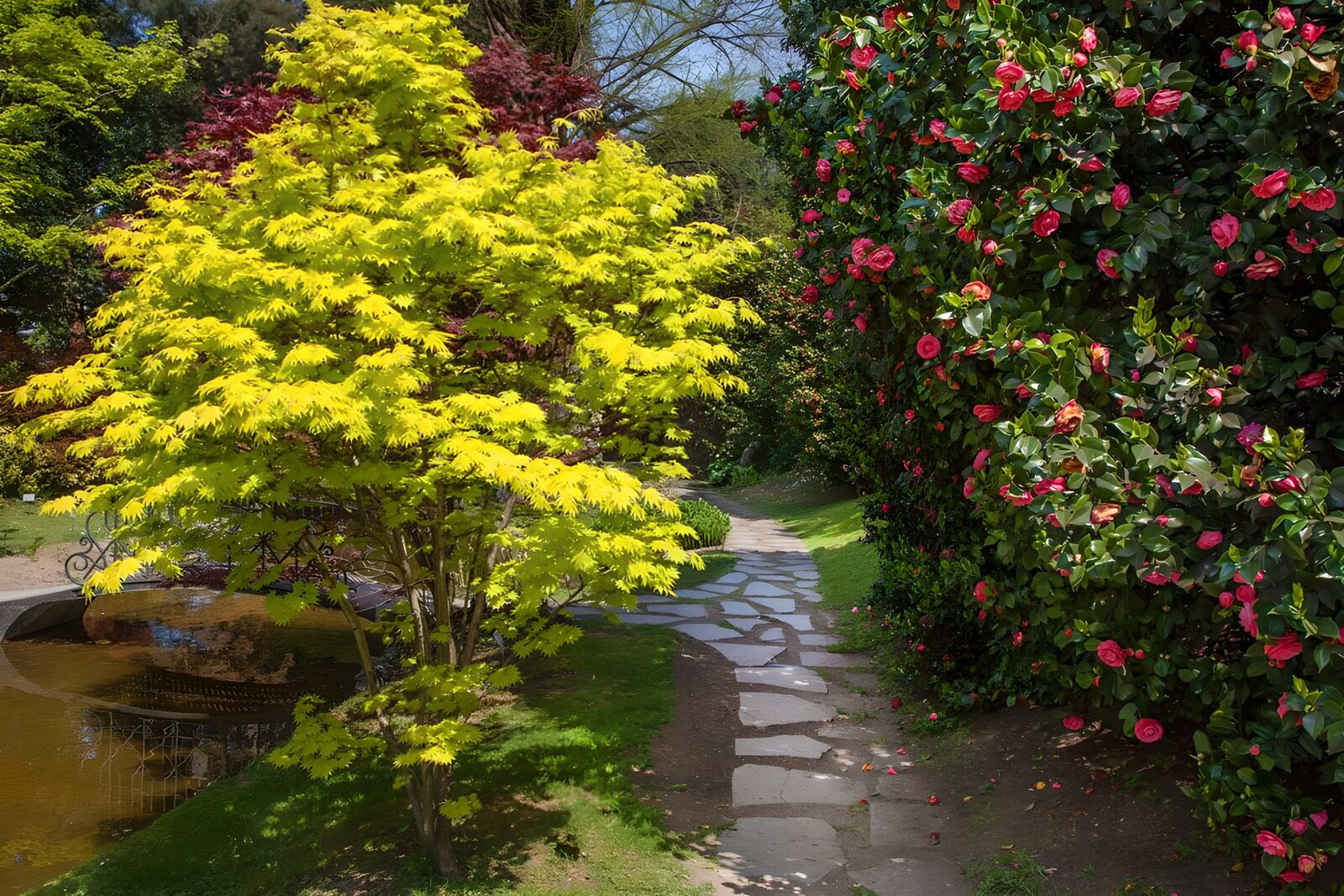 TP57582: Pad door Japanse esdoorn en rode camellia 1