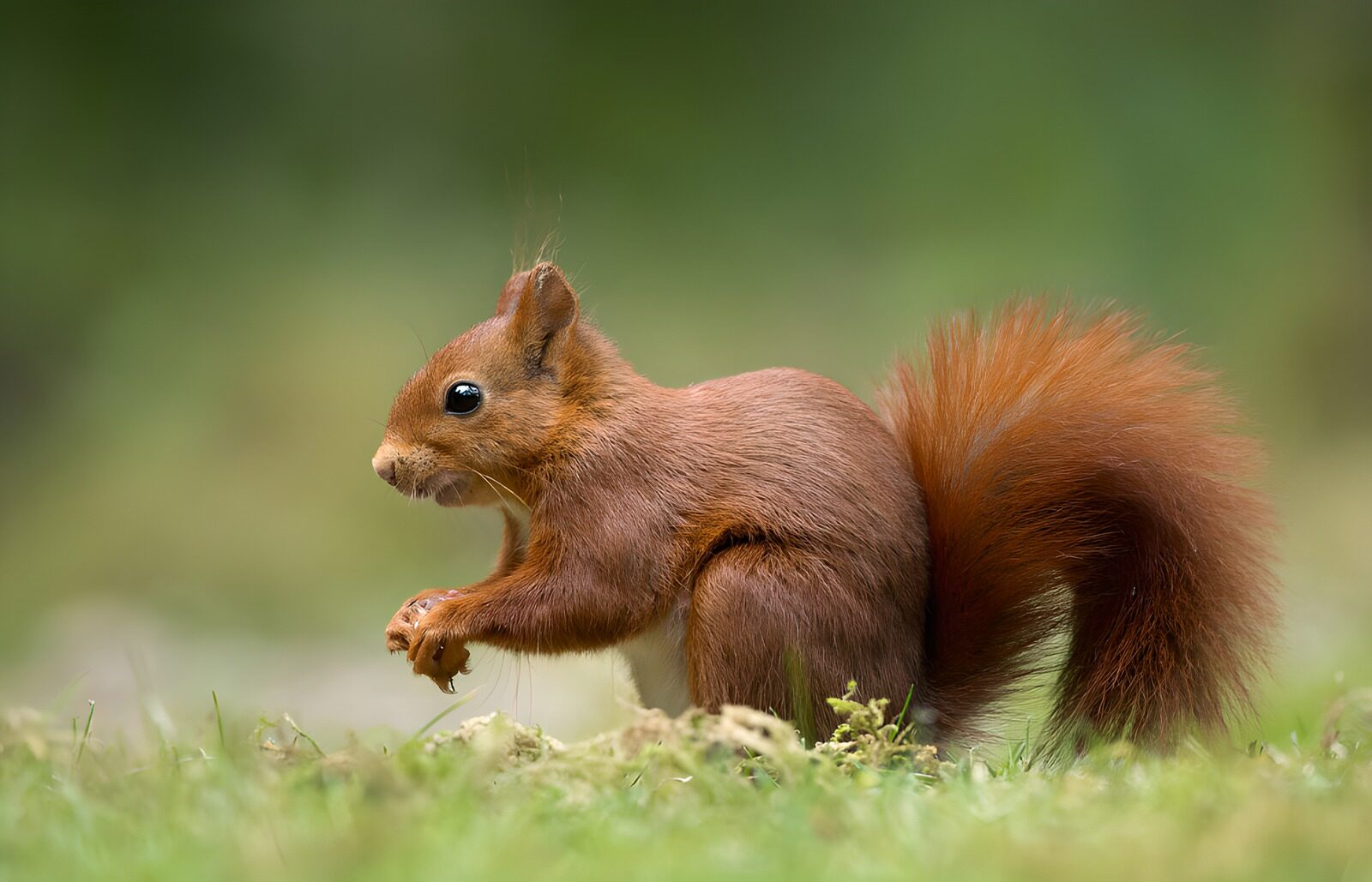 TP89794: Schattig Eekhoorntje in een Groene Omgeving