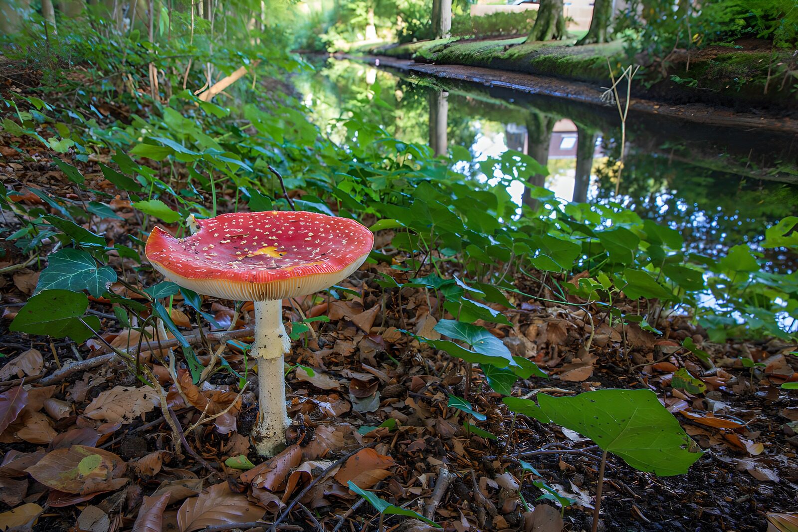 TP84546: Paddenstoel langs het water
