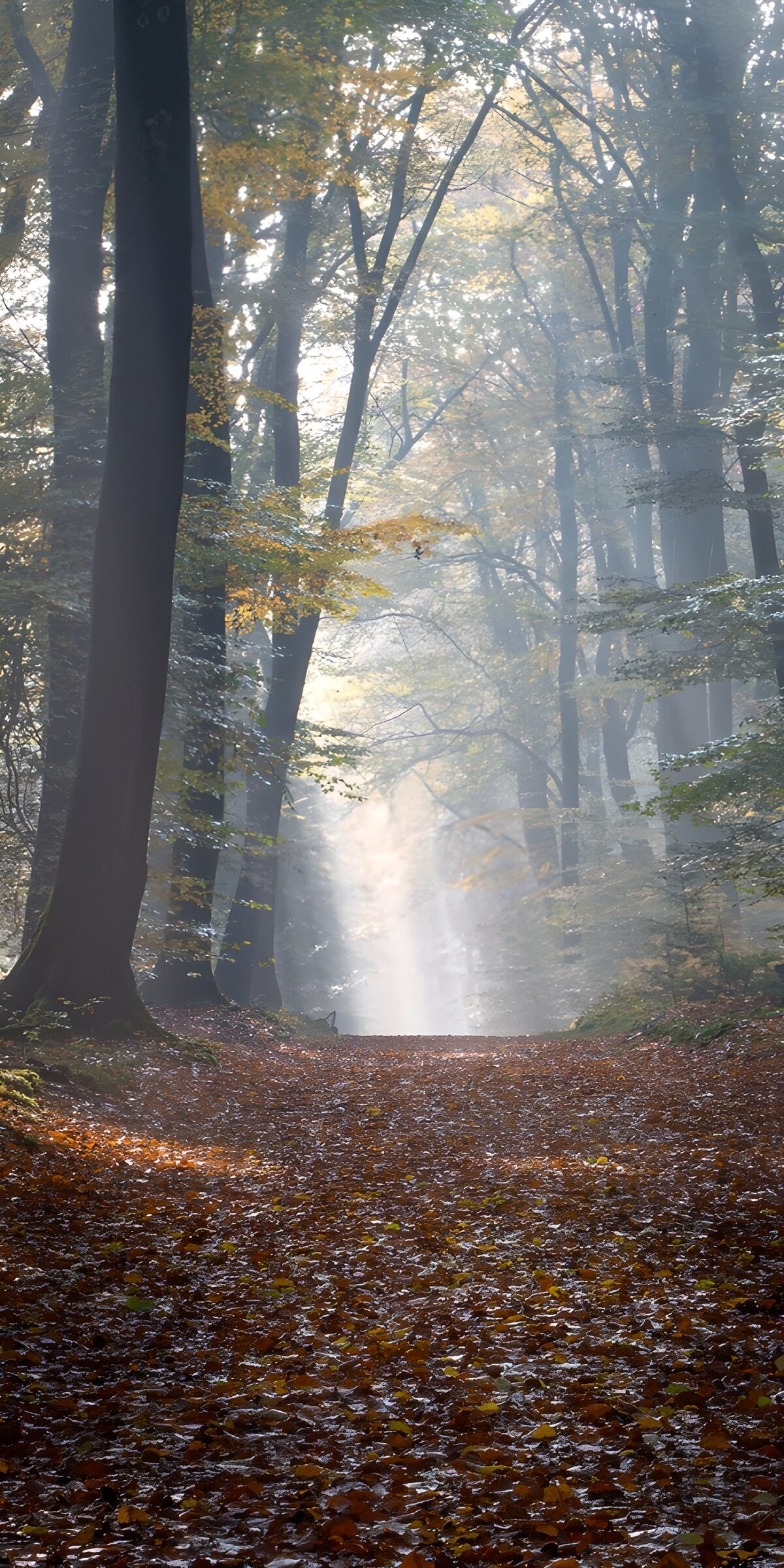 Mystieke herfstwandeling in het bos