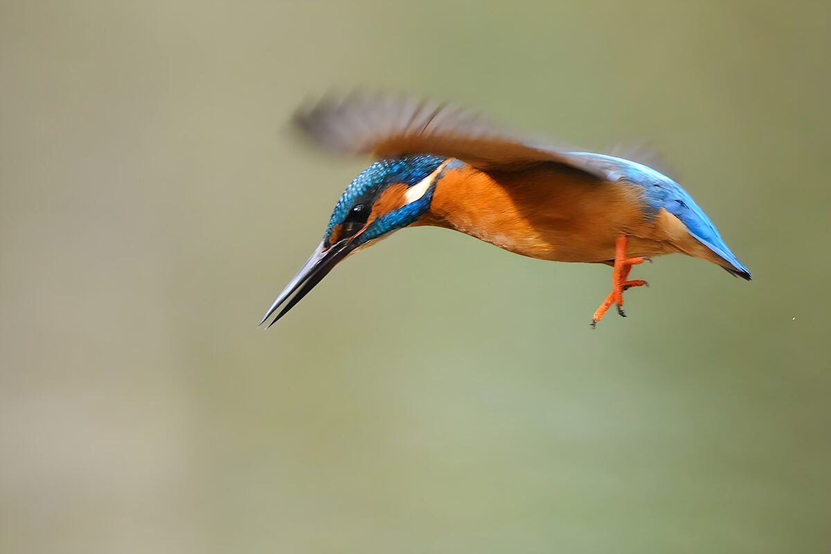 Vrouwelijke ijsvogel in vlucht