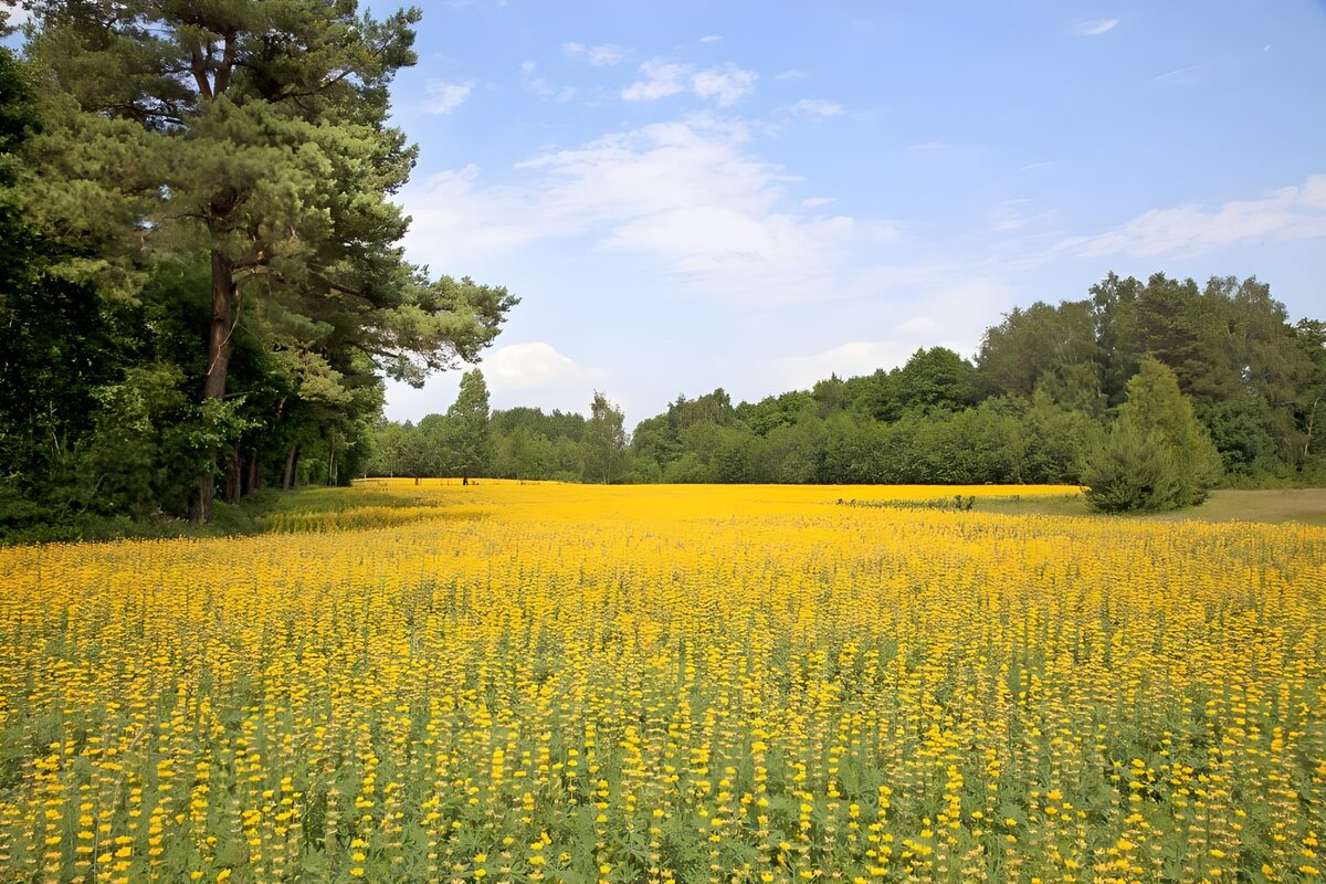 Gele bloemenzee in het bos