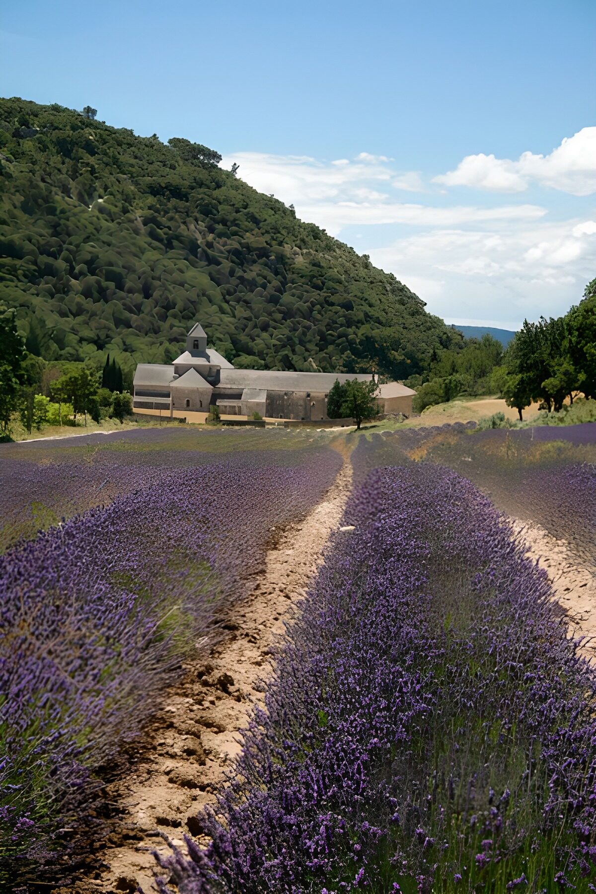 Lavendel velden 3