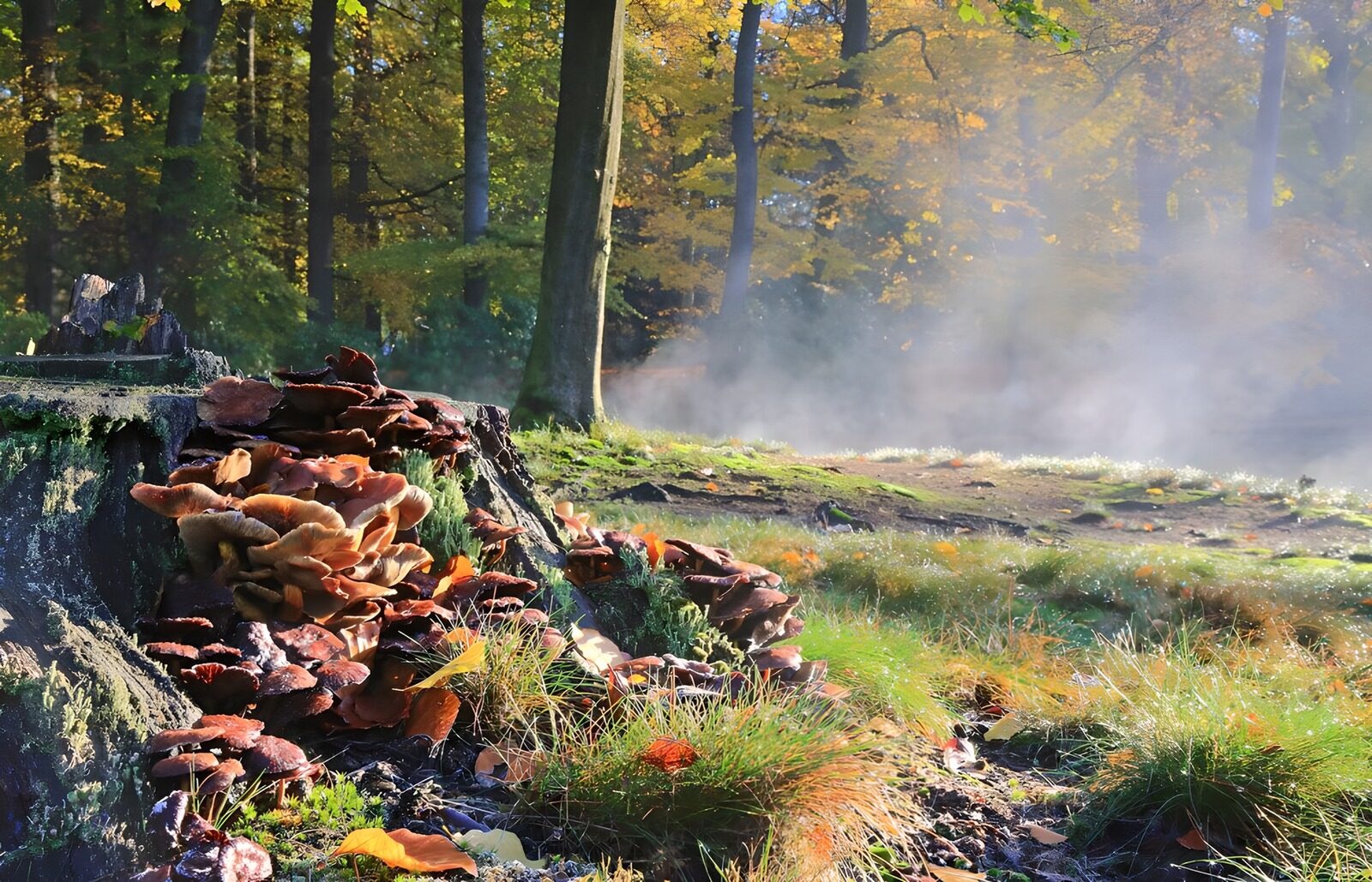 TP87442: Paddestoelen op omgezaagde boom 2