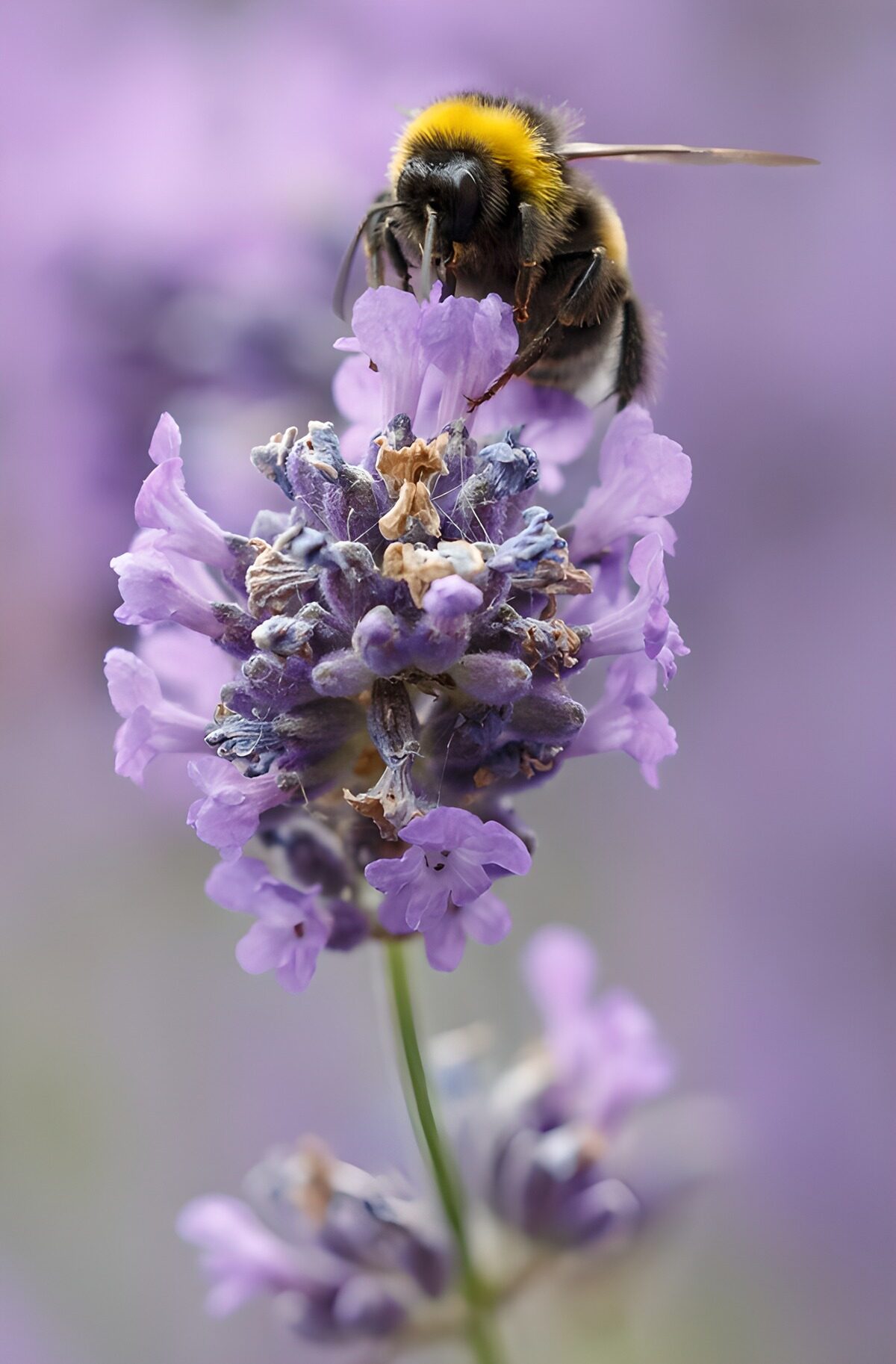 Bij op lavendelbloem in prachtige kleuren
