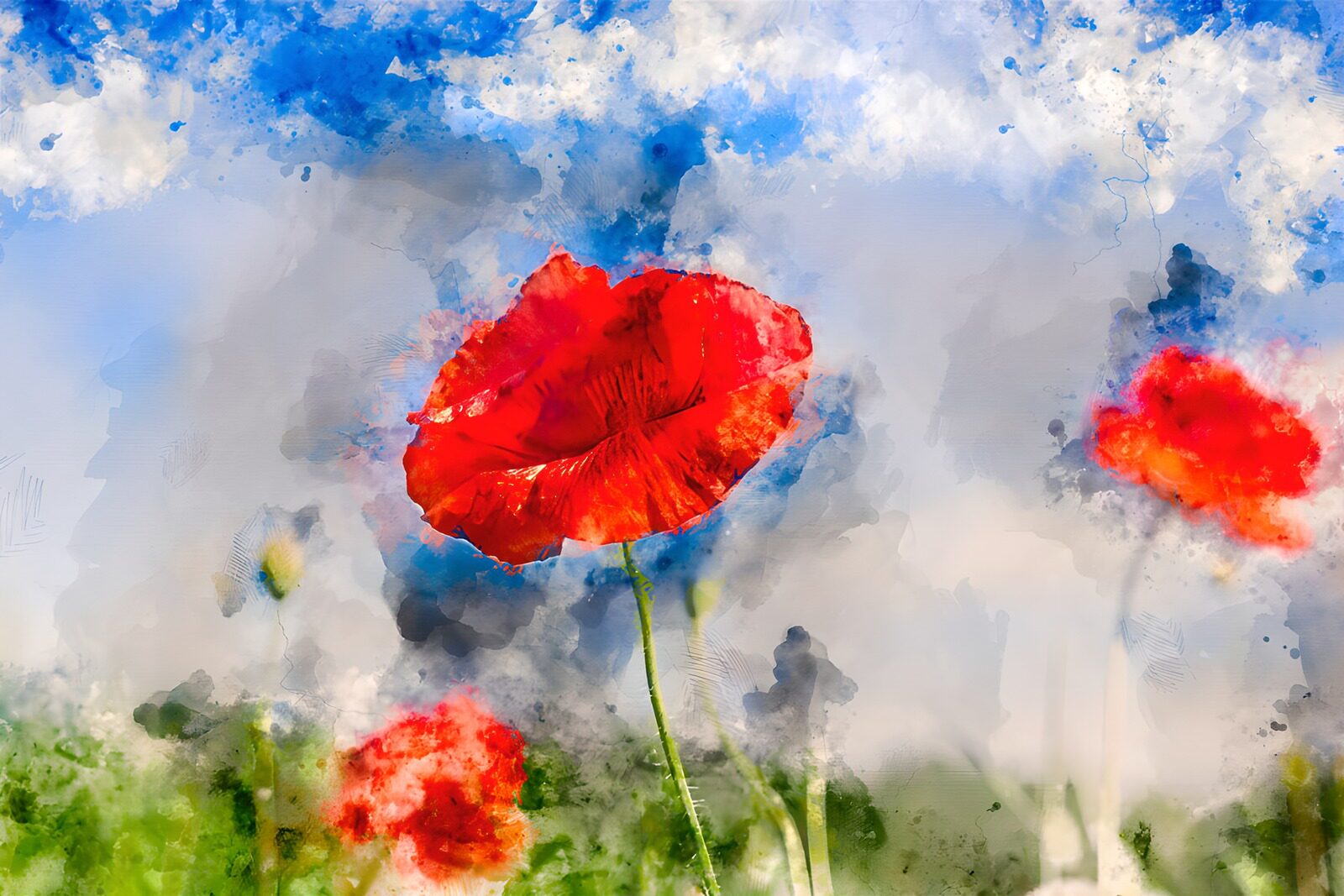TP77415: Poppies onder een blauwe lucht