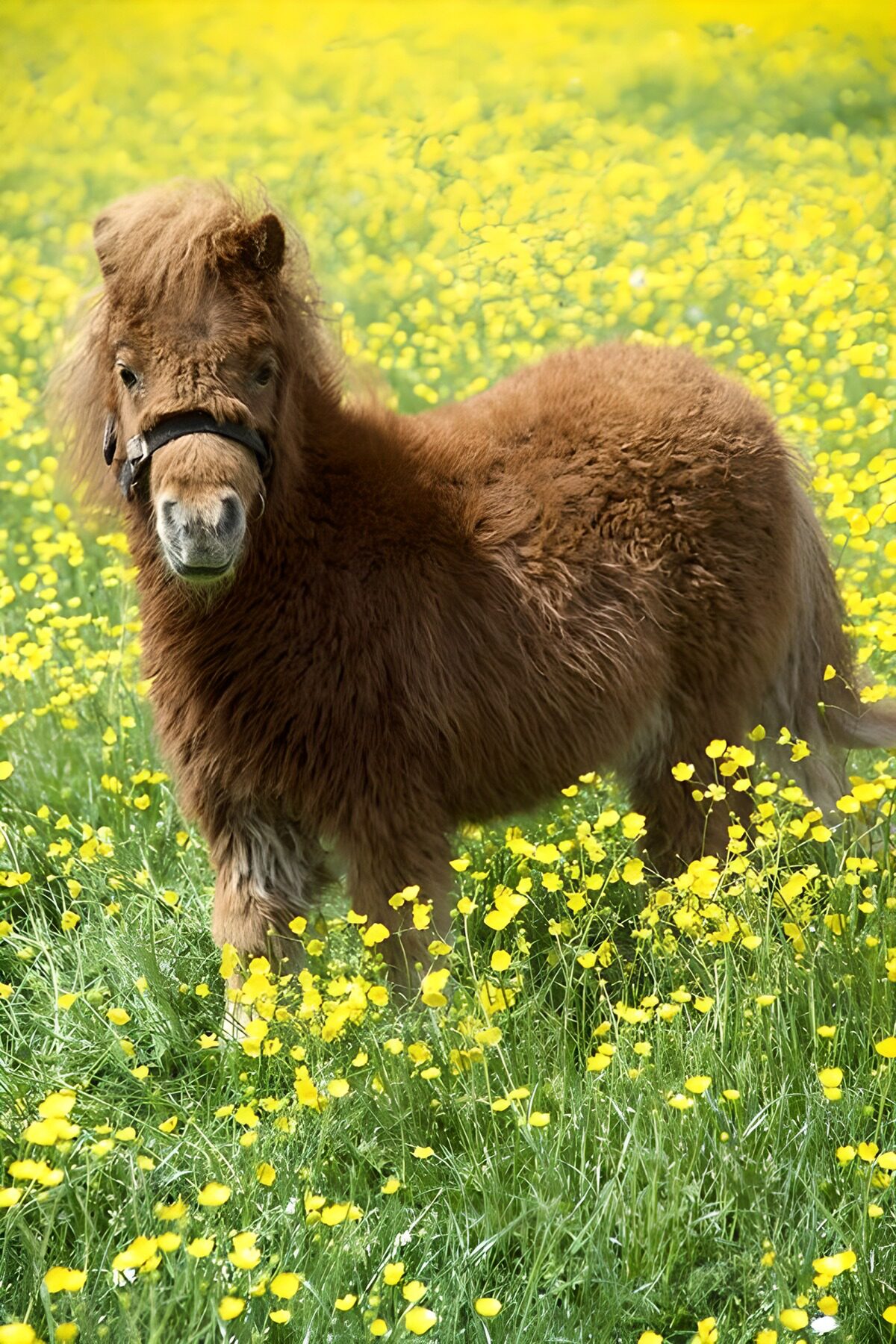 Schattig bruin mini-paard in bloeiend veld
