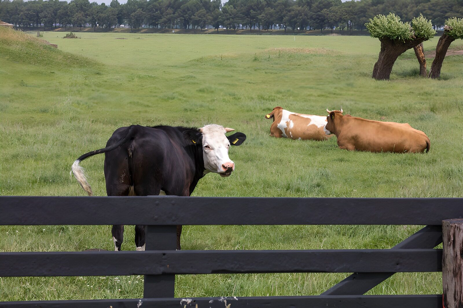 TP79961: Koeien in de groene weide