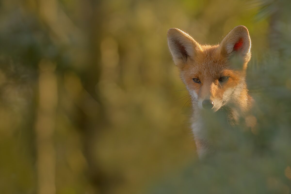 Schuchter Vos in de Natuurlijke Omgeving