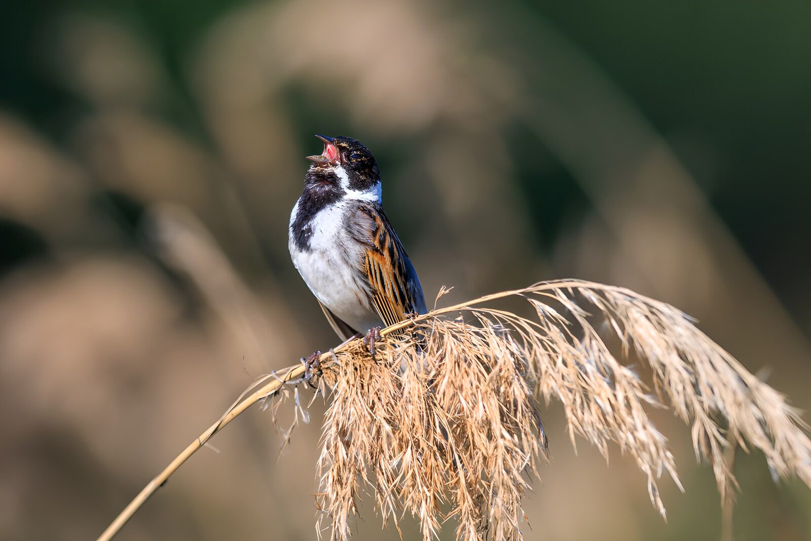 TP97166: Zangvogeltje op een rijsteblie