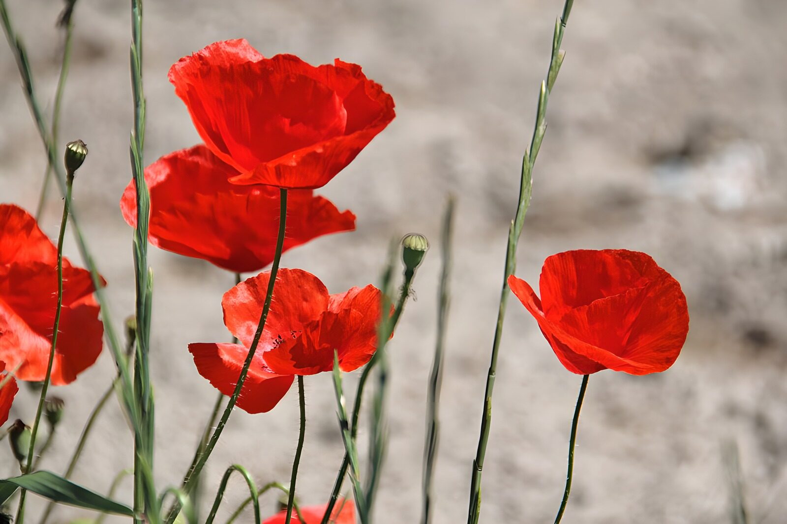 TP84026: Klaprozen in beeld