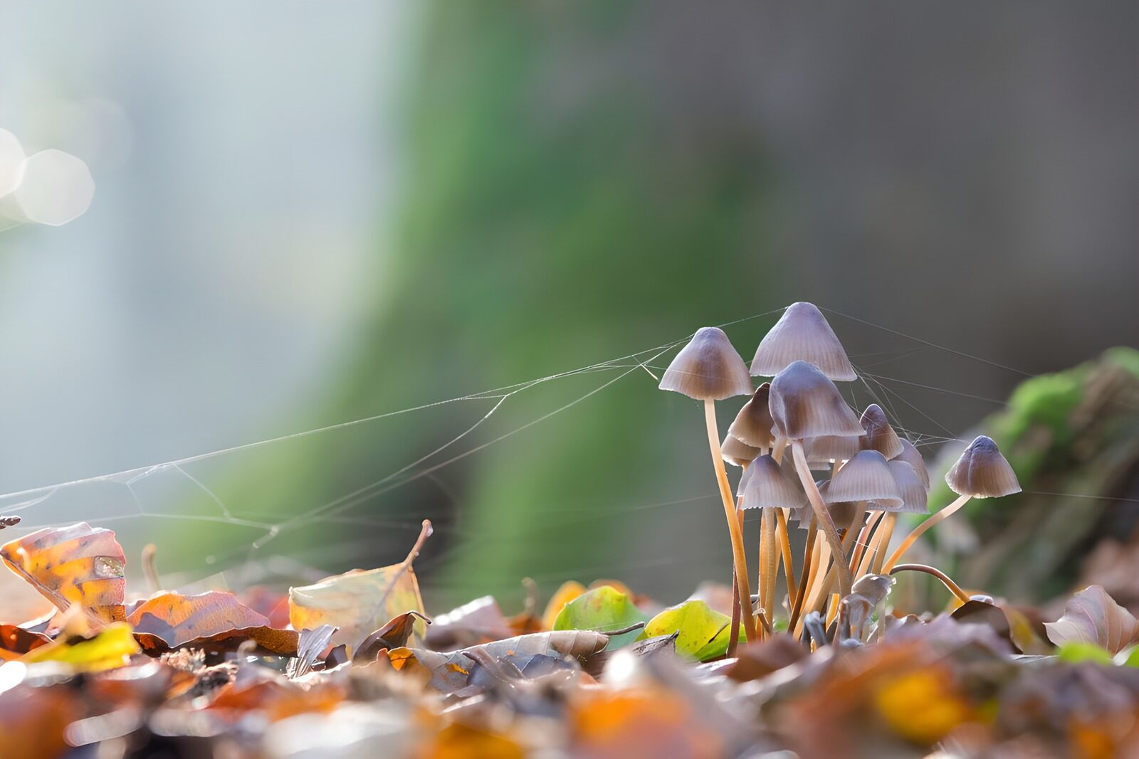 TP71056: Paddestoelen bij zonsopkomst.