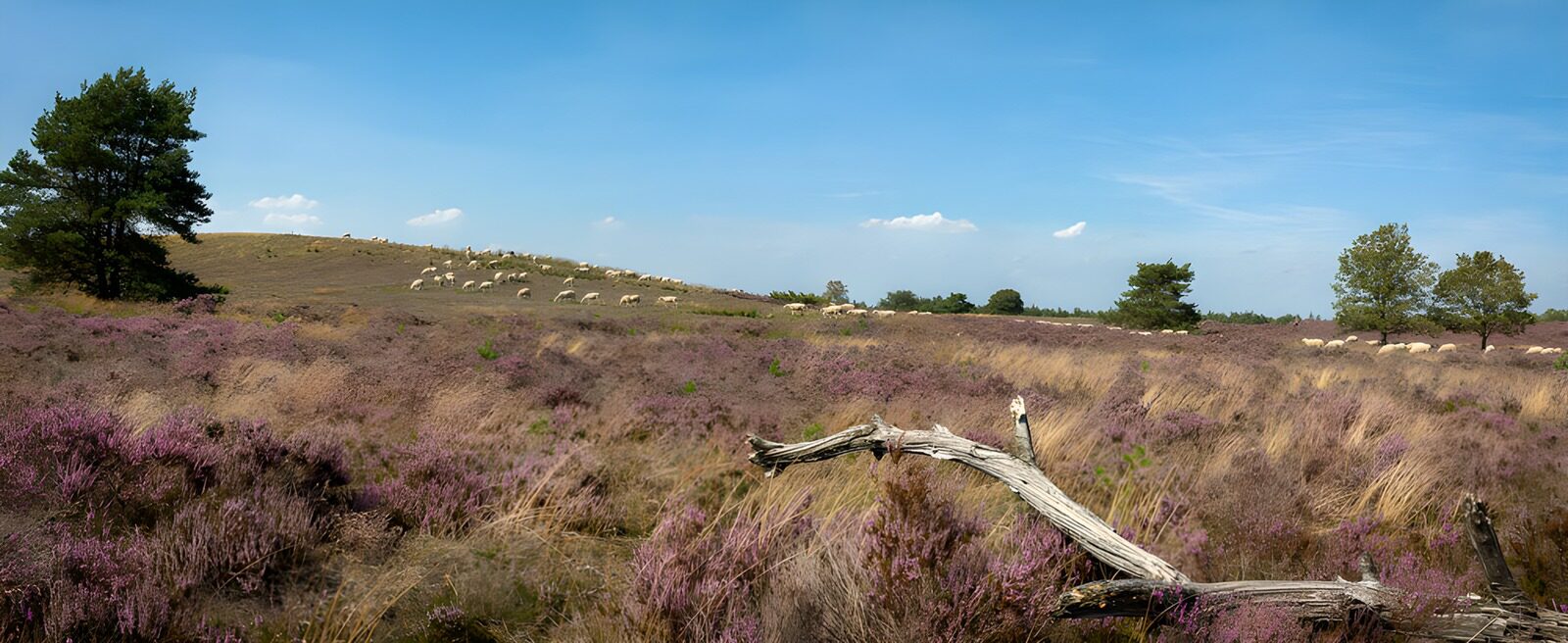 TP39395: Prachtige heide met schapen