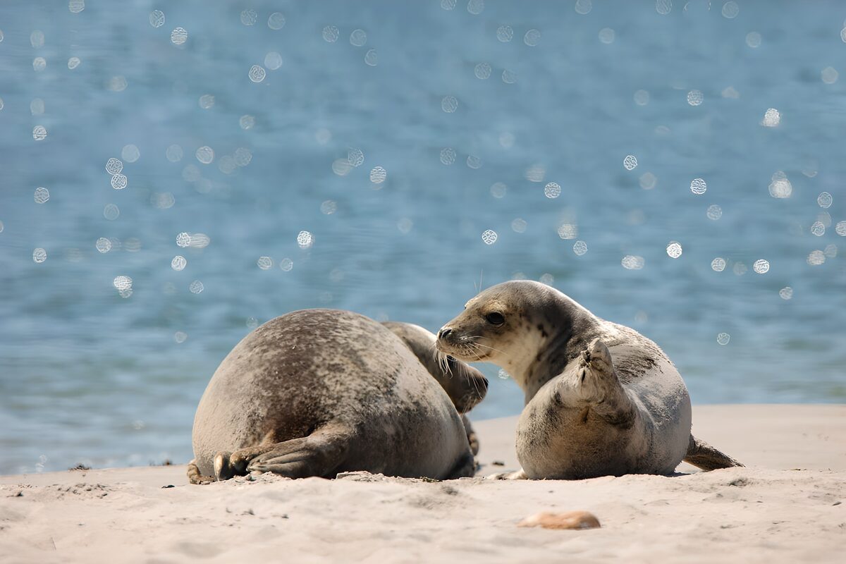 Zacht zonnebaden van zeehonden