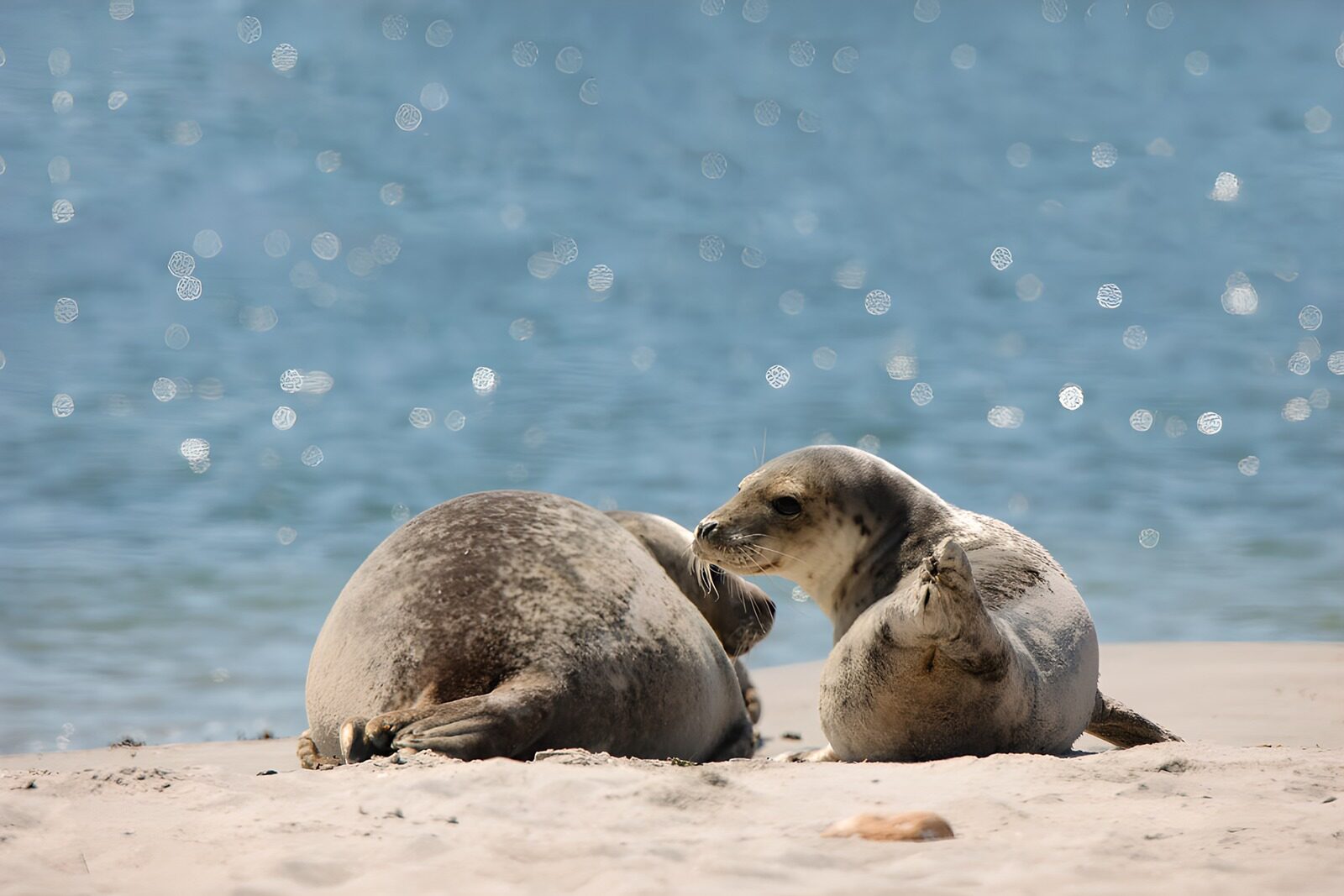 TP70891: Zacht zonnebaden van zeehonden