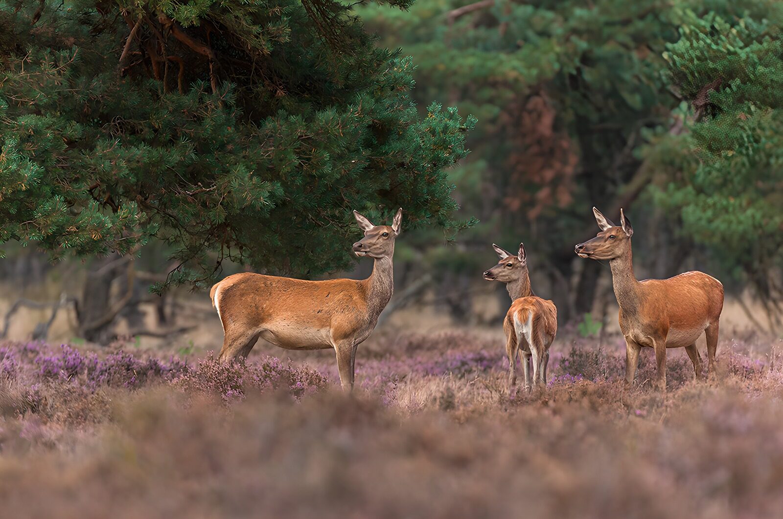 TP82646: Op safari: edelherten in het bos