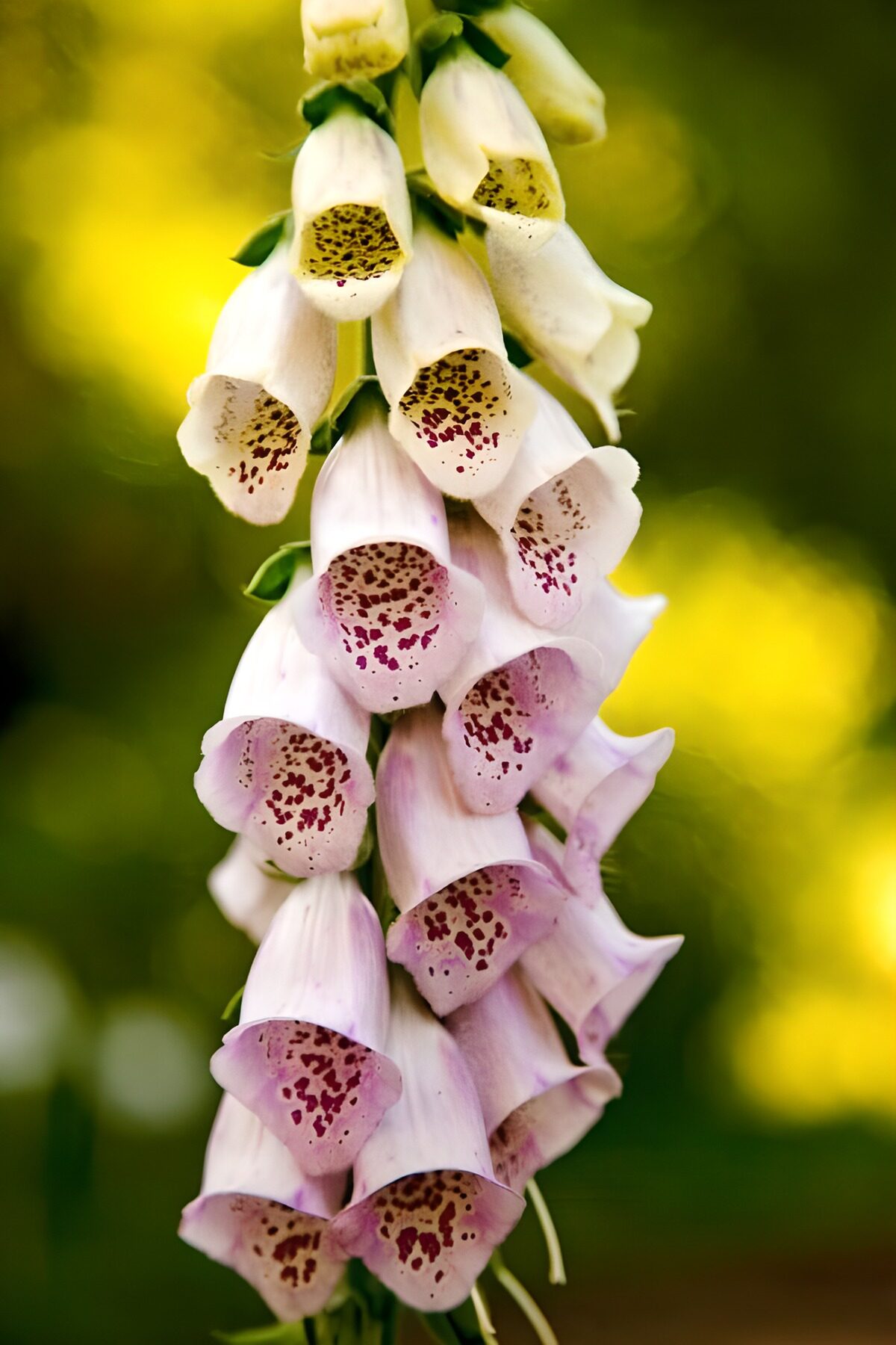Creme-roze Vinberhoedskruid