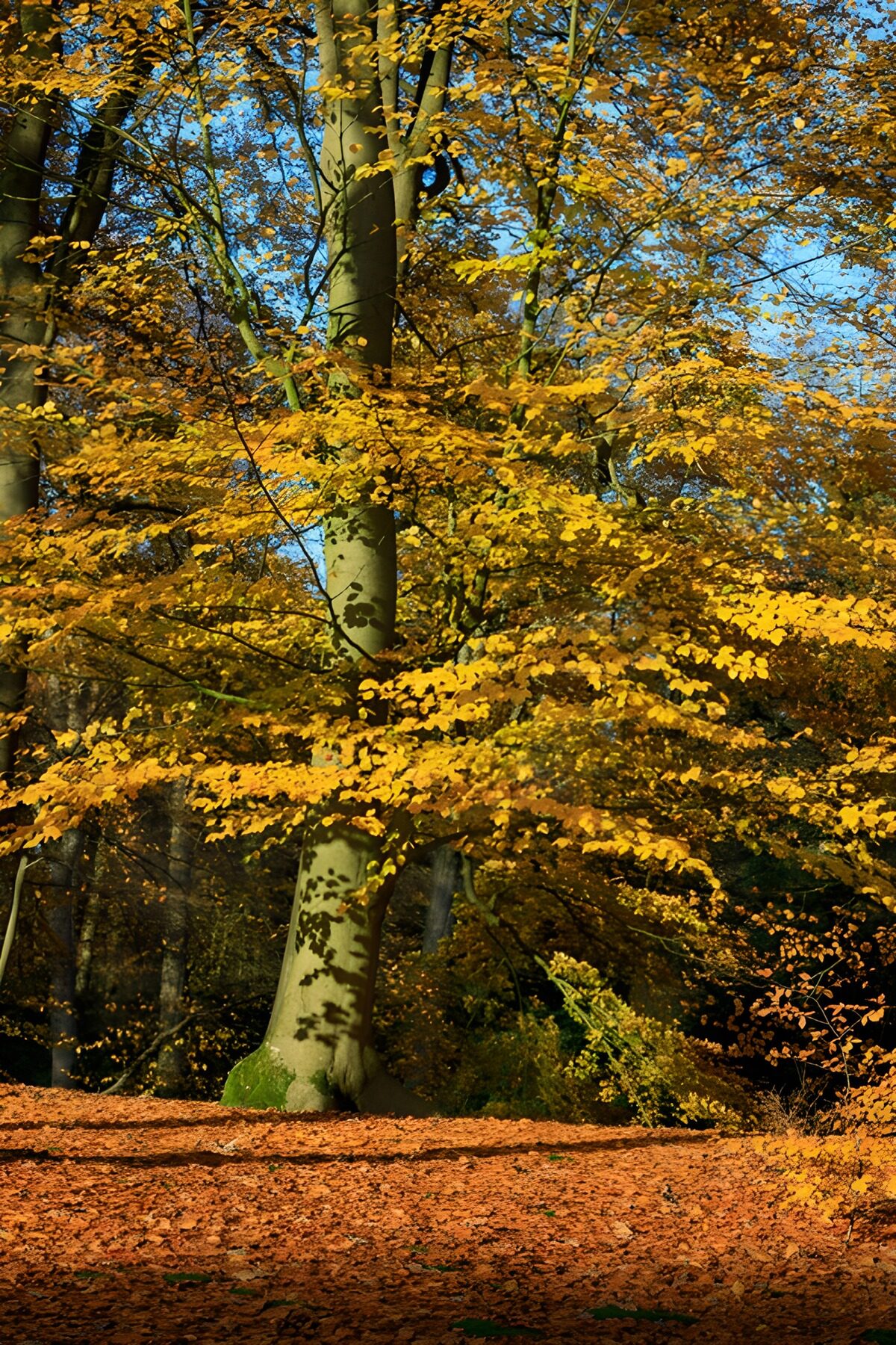 Kleurrijke herfst in het bos