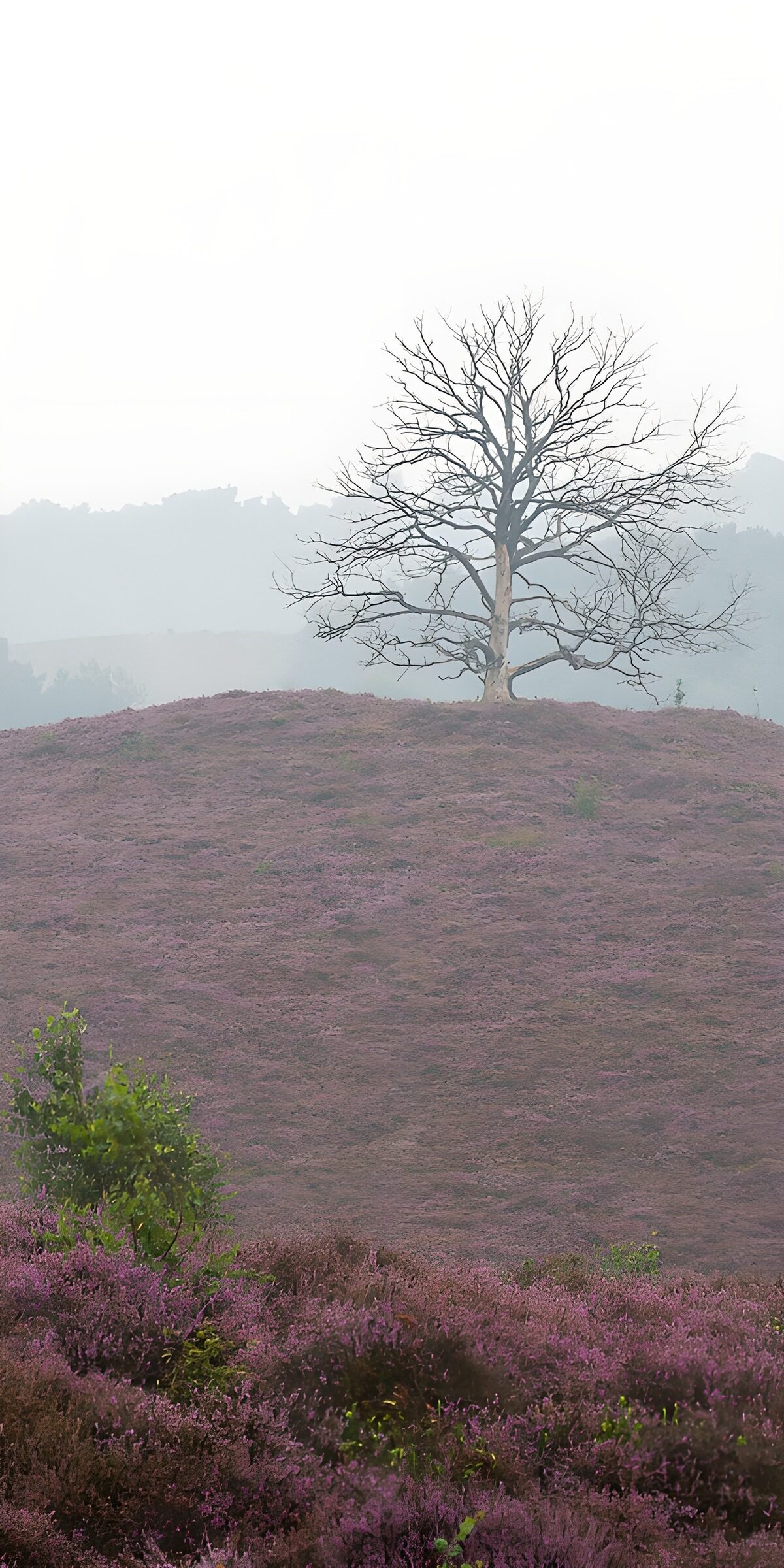 Eenzaam in de paarse heide