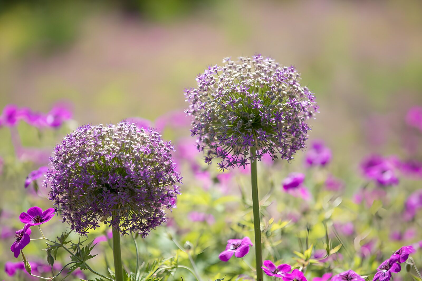 TP61524: Prachtige paarse bloemen in volle bloei