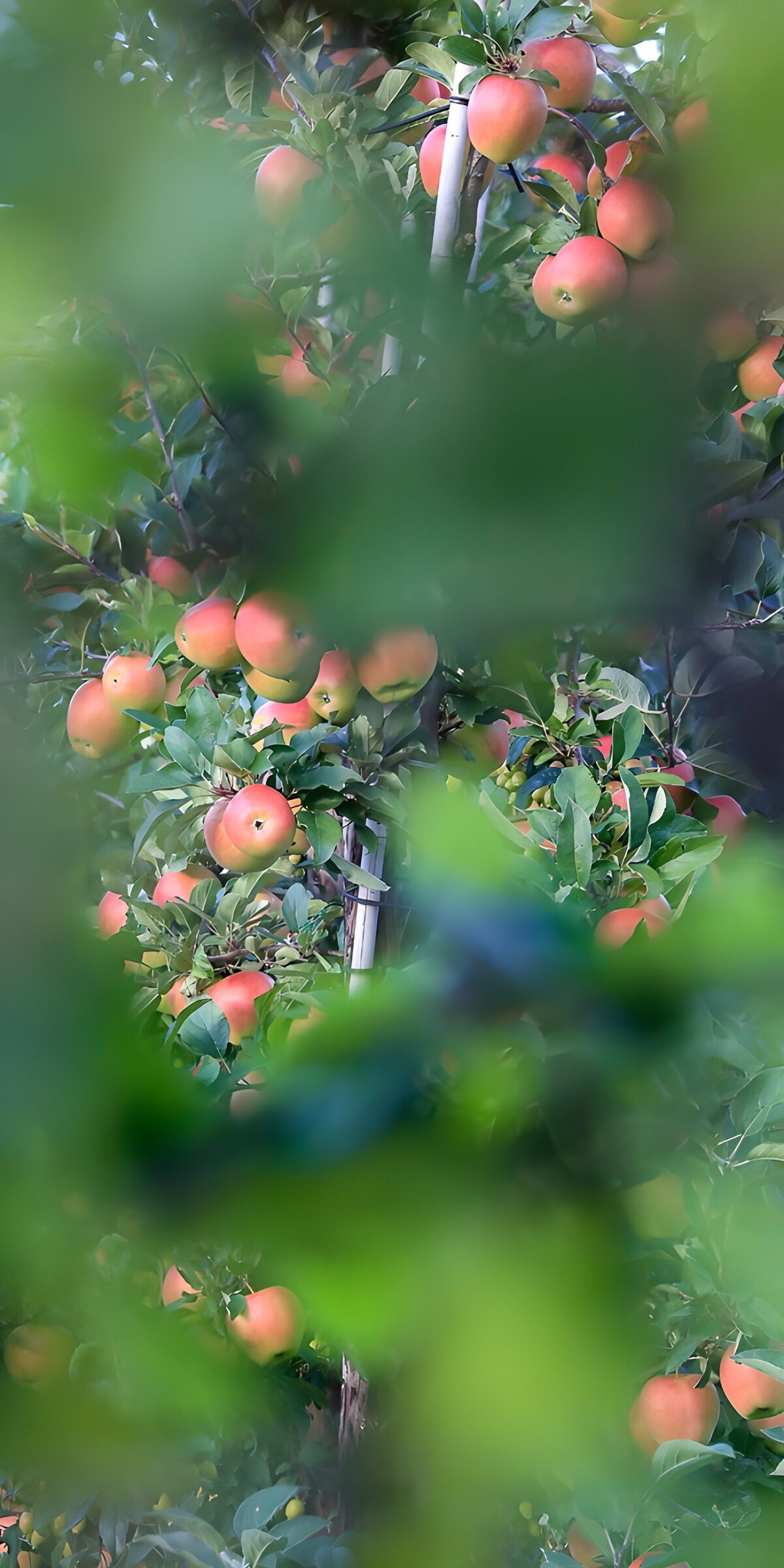 Appelbloesems in een boomgaard