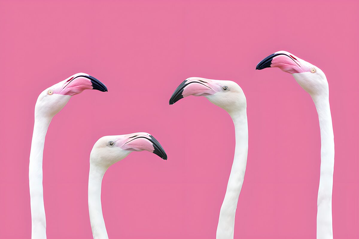 Vrolijke Flamingo's op een Roze Achtergrond