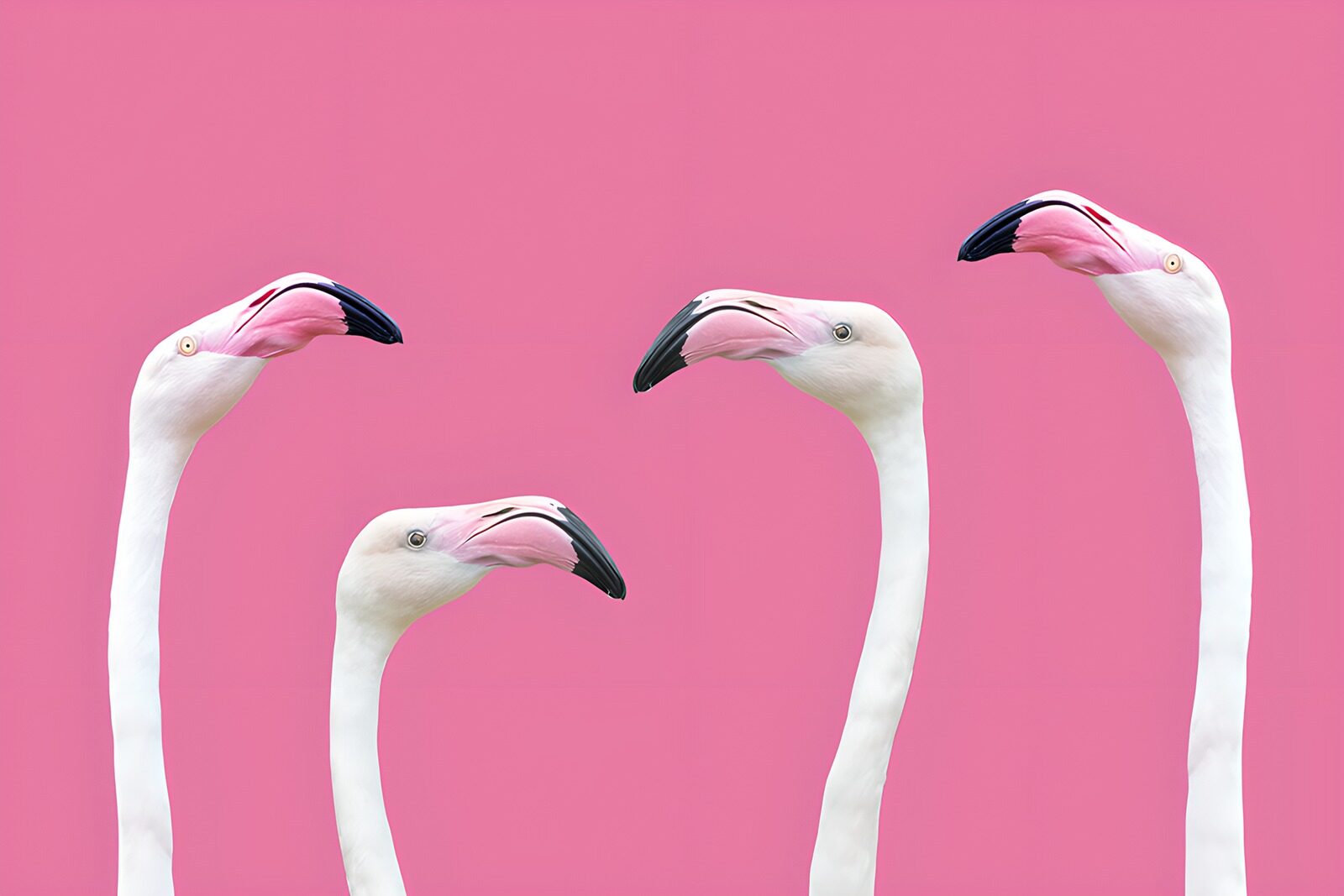TP70633: Vrolijke Flamingo's op een Roze Achtergrond