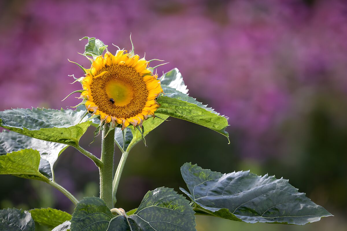 TP74948: Stralende Zonnebloem in Volle Bloei