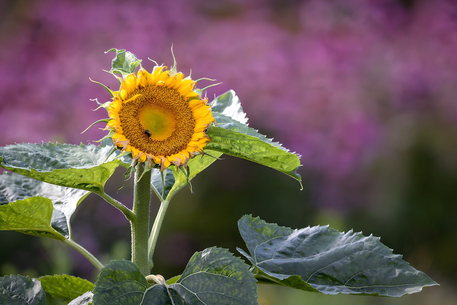 TP74948: Stralende Zonnebloem in Volle Bloei