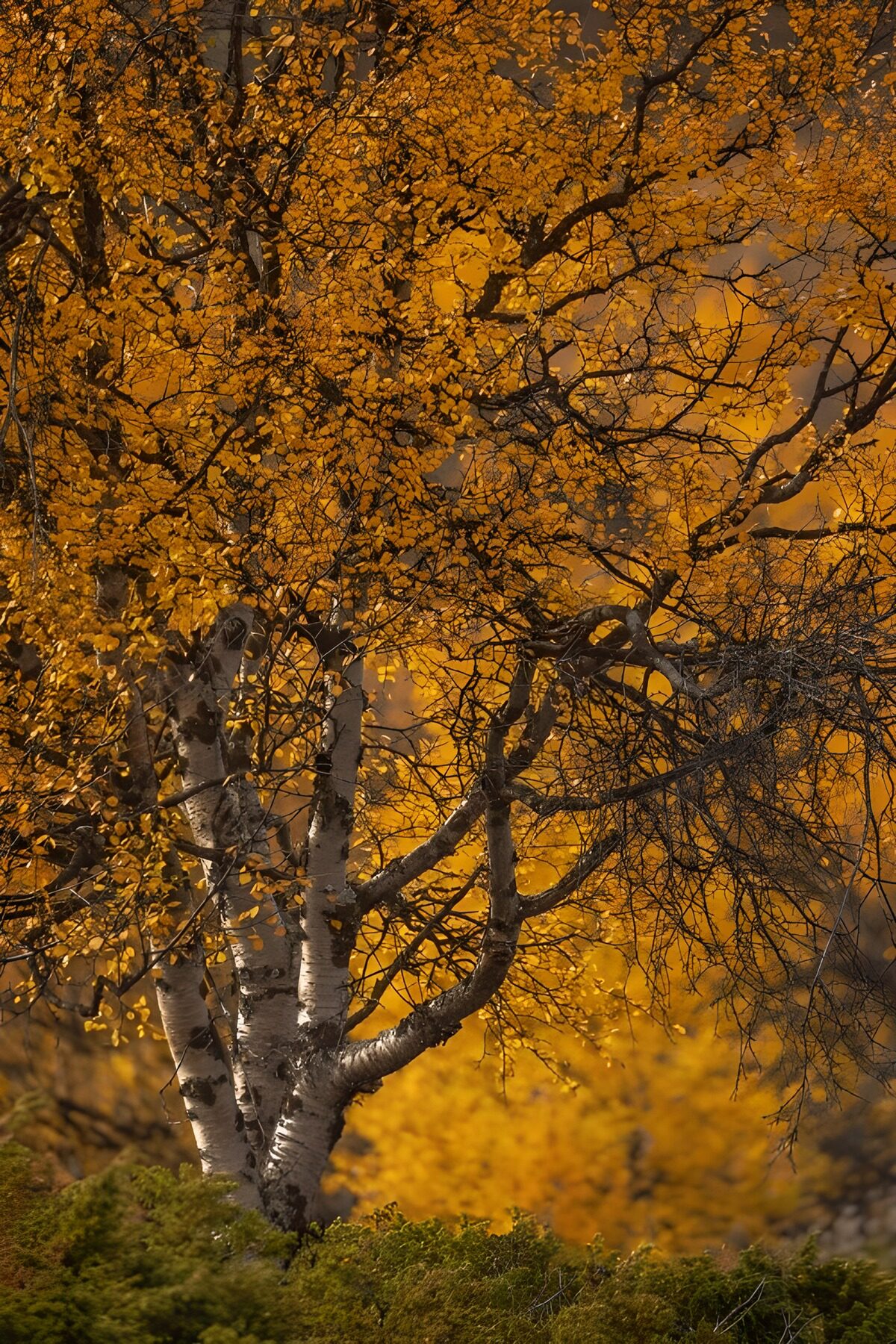 Stralende herfstkleuren bij een berkenboom