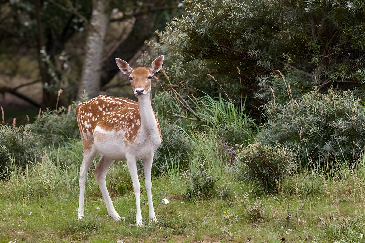 Damhert baby in de wilde natuur