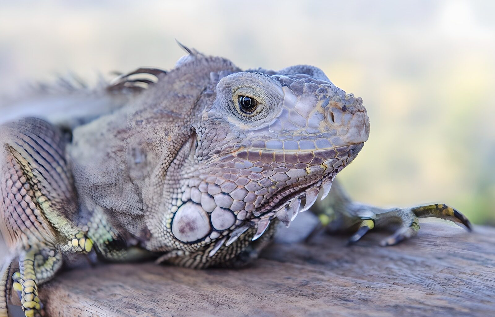 TP77263: Iguana