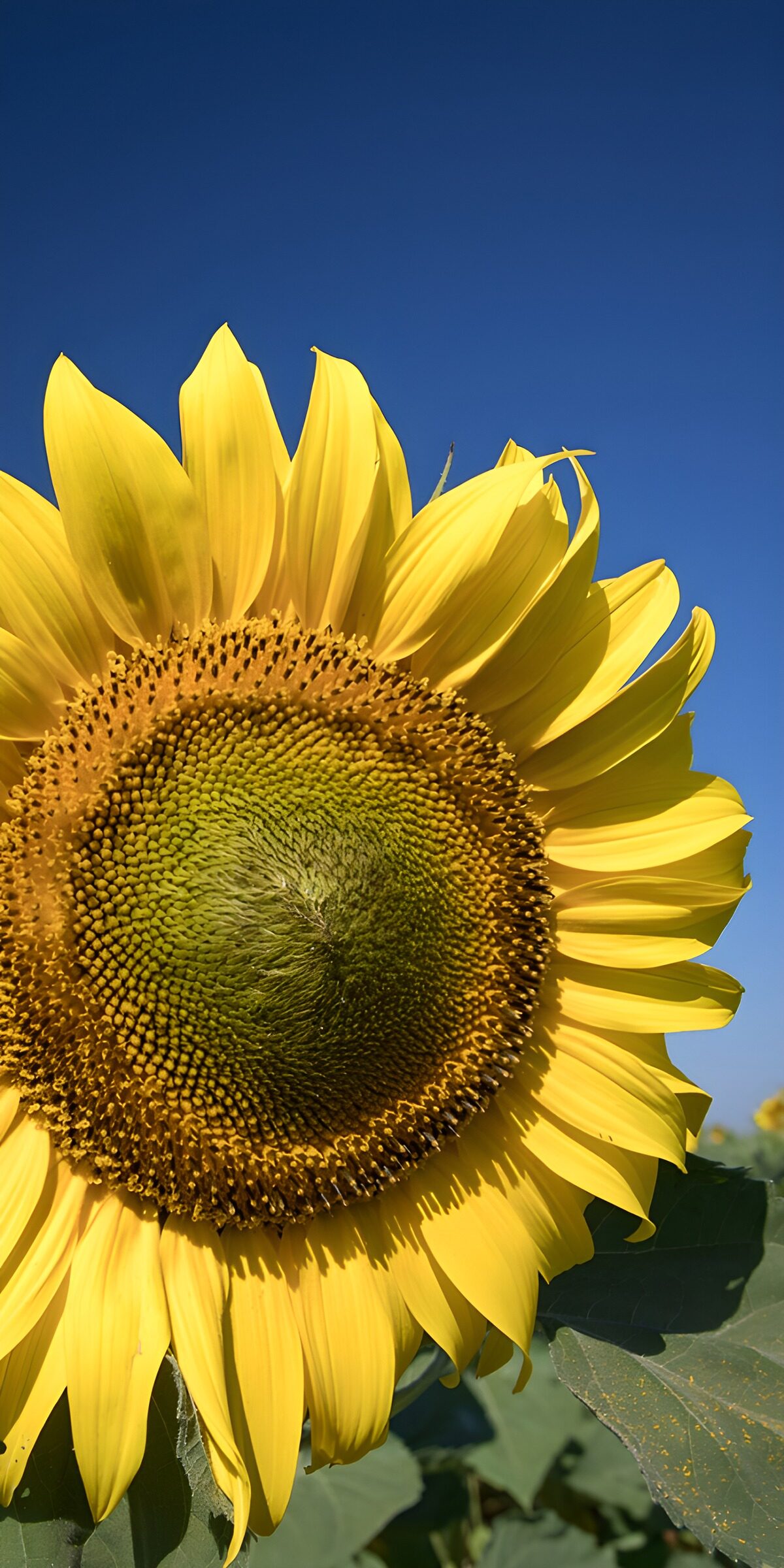 TP65640: Stralende Zonnebloem onder een Blauwe Lucht