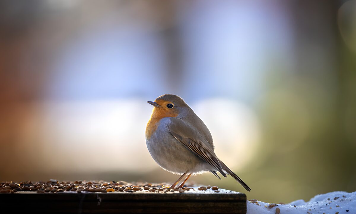Schattig vogeltje op zoek naar voedsel