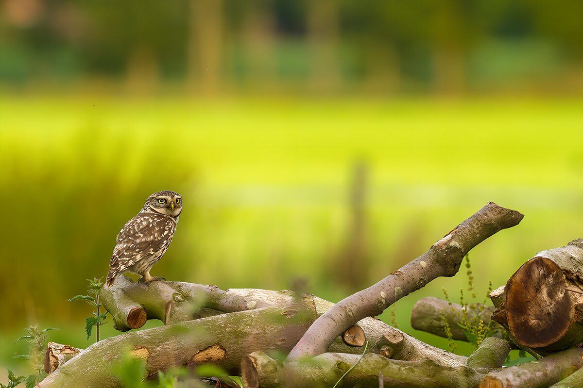 Steenuil op een tak in de natuur