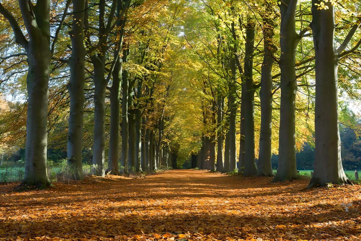Boslaan in herfstkleuren