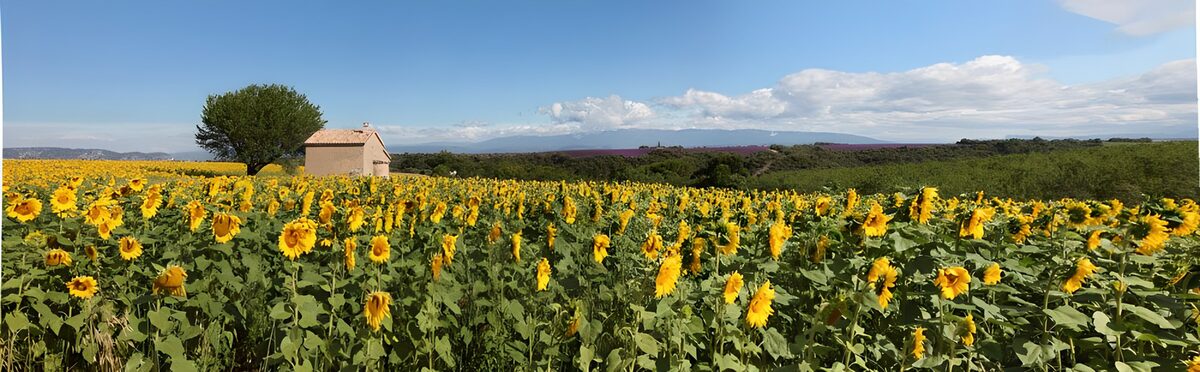 Zonnebloemenvelden in de Provence