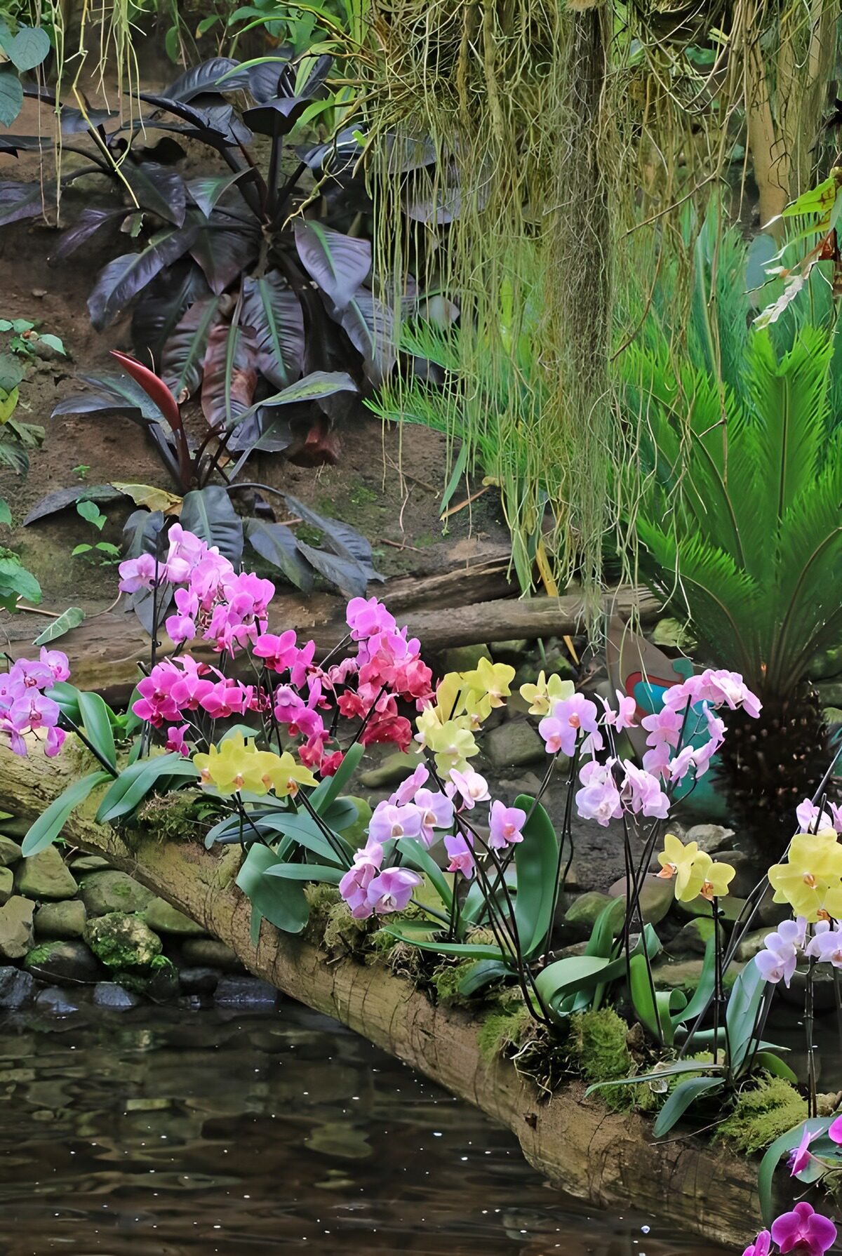 Orchidee op boomstam boven beekje 2