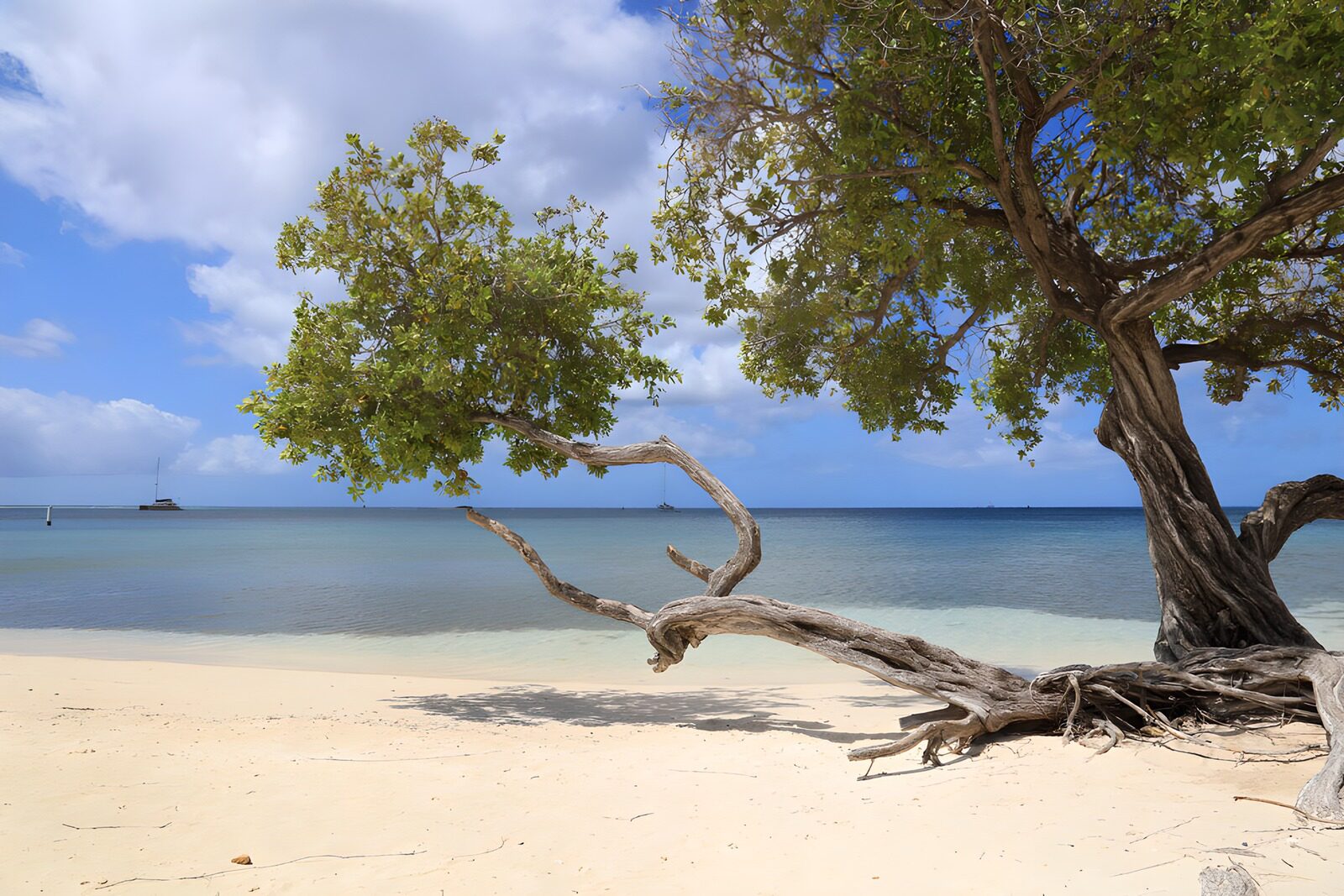 TP80927: Tropisch Strand met Unieke Boom