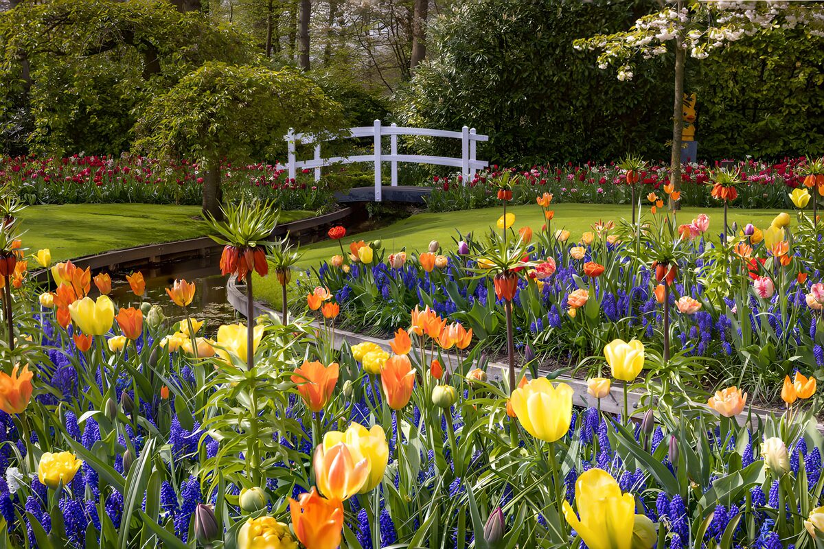 TP19518: Kleurrijke Lente in de Tuin