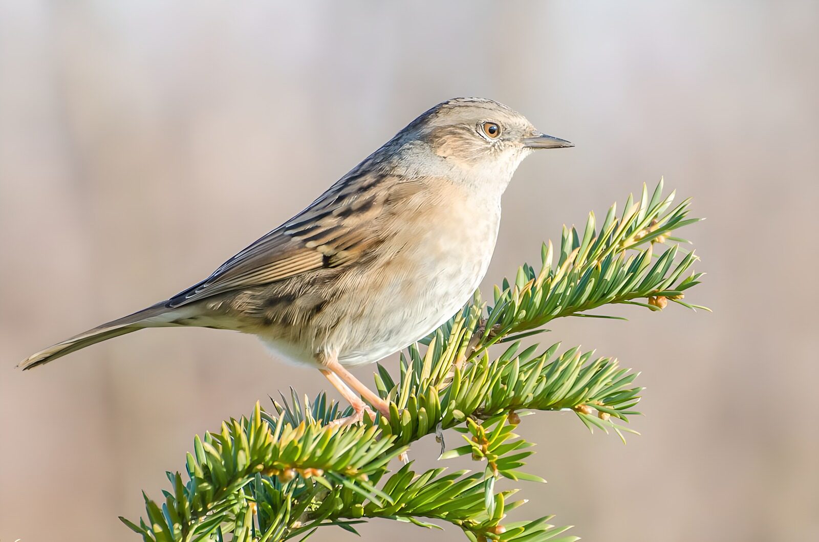 TP64127: Zangvogels in de natuur