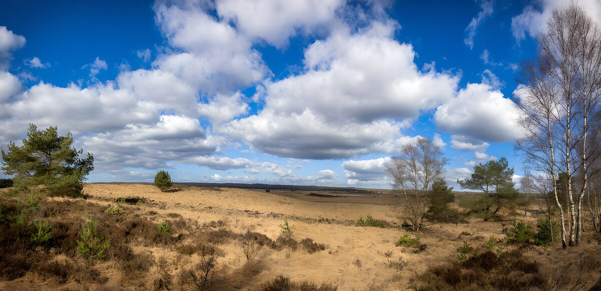 TP95249: Prachtige heide onder een blauwe lucht