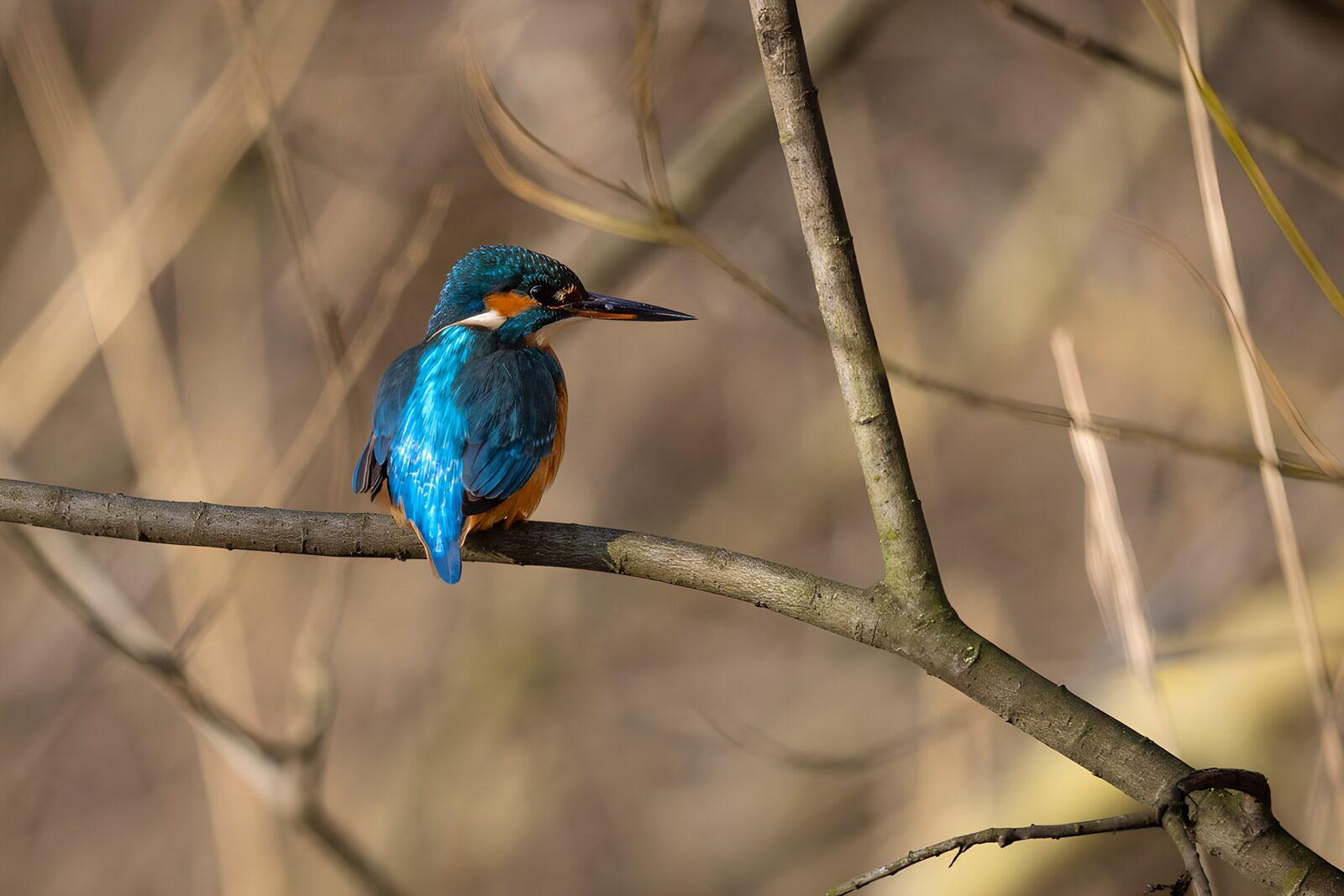 TP88226: Prachtige ijsvogel op een tak