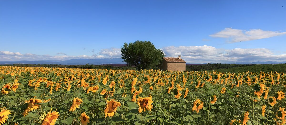 Zonnebloemenveld bij een schattig huisje