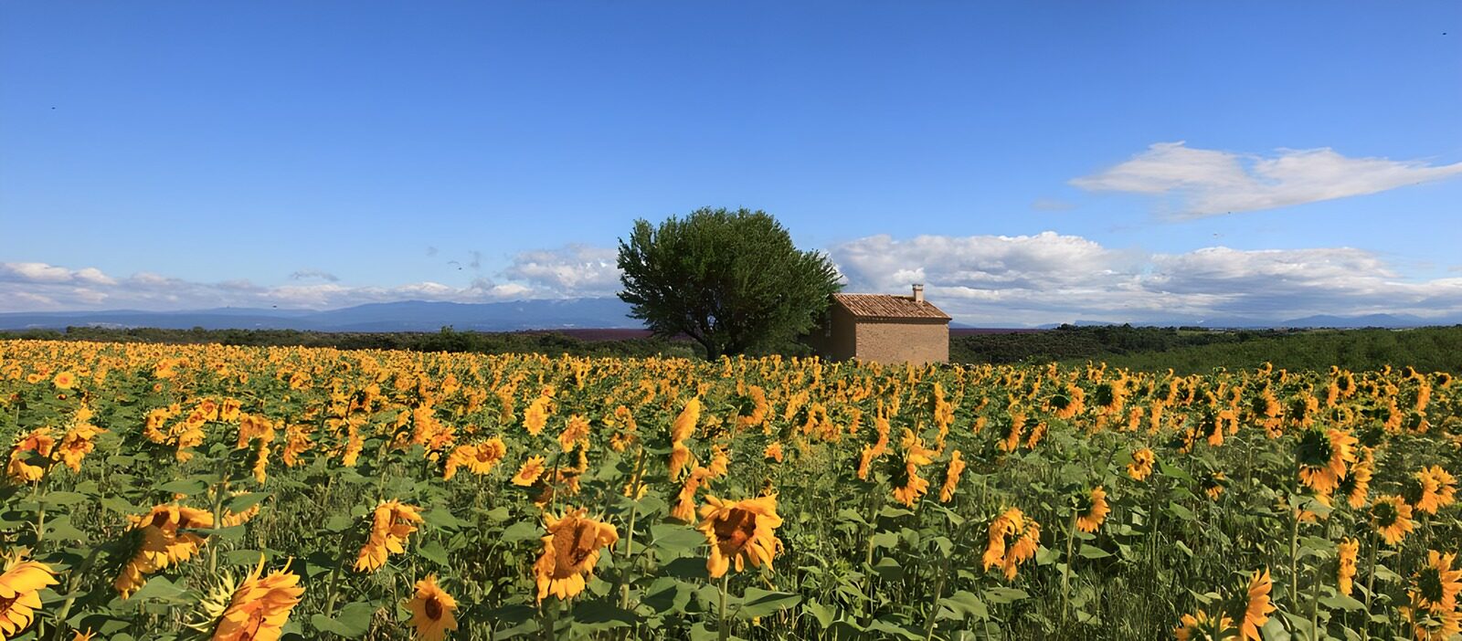 TP78734: Zonnebloemenveld bij een schattig huisje