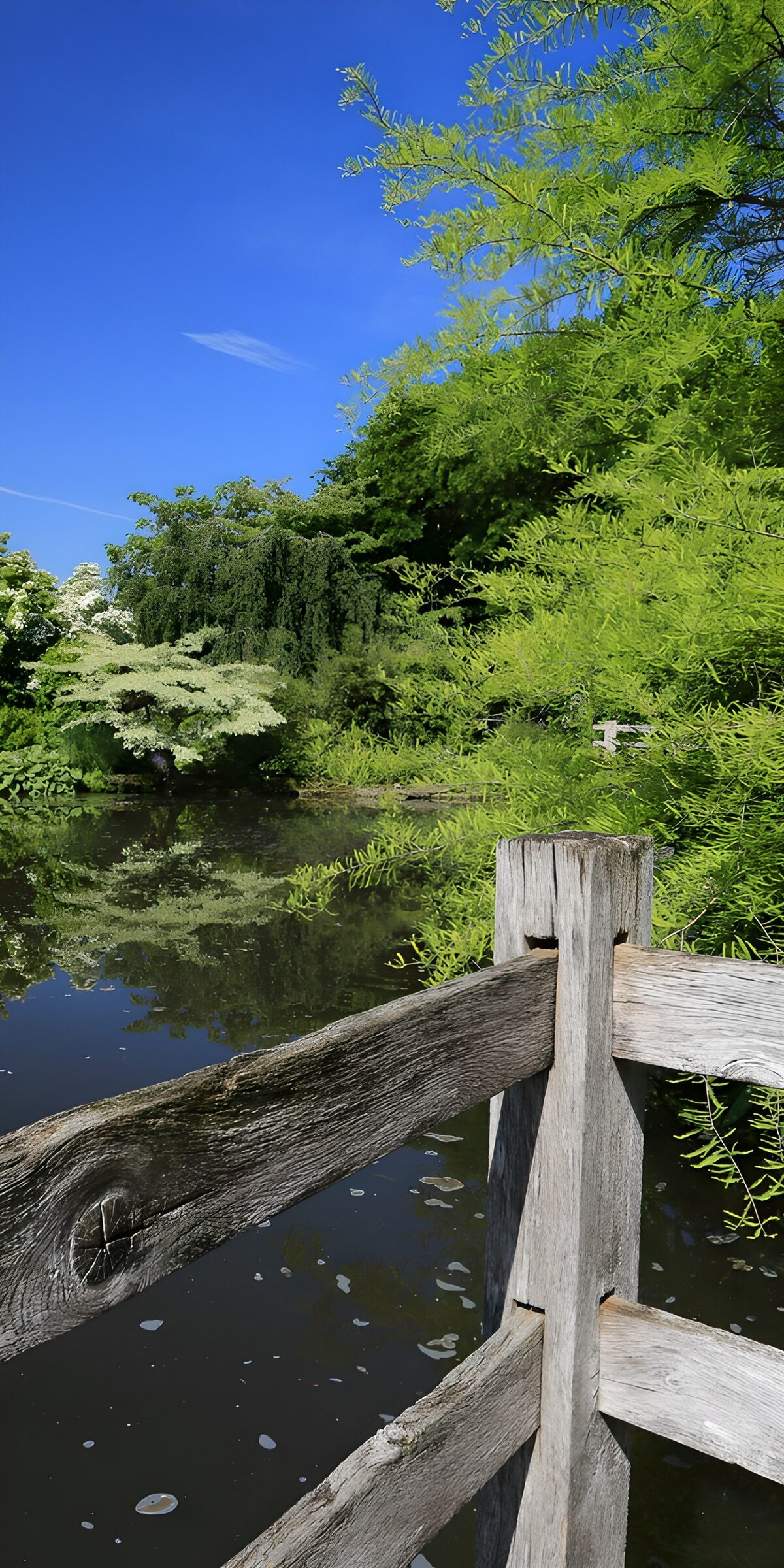 Rustig Natuurzicht bij het Water